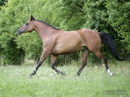 Shagya Arabian